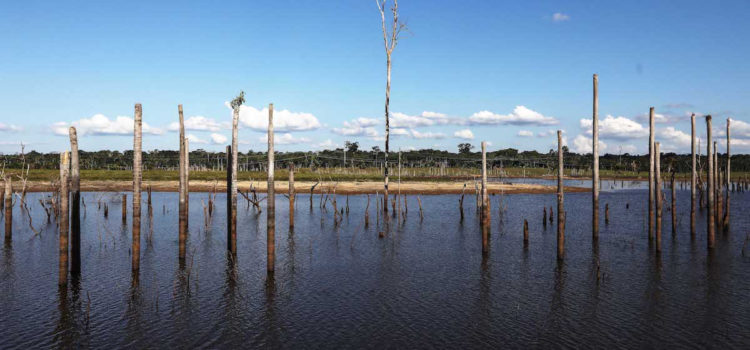 Амазония: может ли планета остаться без главного тропического леса :: РБК Тренды