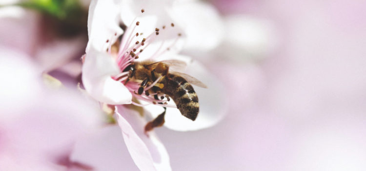 Почему Guerlain поддержит всемирный день пчел :: Красота :: РБК Стиль