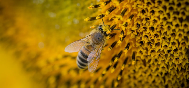 Маленькие, но важные: как пчелы спасают человечество от голода :: РБК Тренды