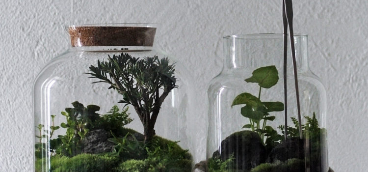 Растения в квартире: идеи для домашнего сада :: Жизнь :: РБК Стиль