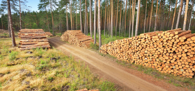 Экологи проследили поставки срубленного защитного леса из Сибири до IKEA | РБК Тренды