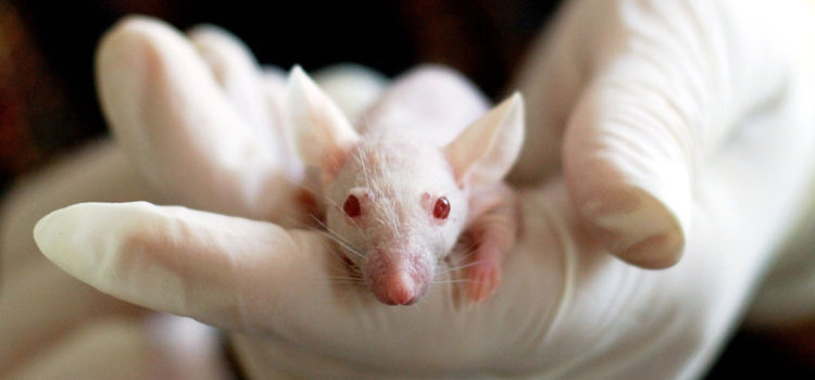 Израильские ученые смогли продлить жизнь на 39% — пока только у мышей | РБК Тренды